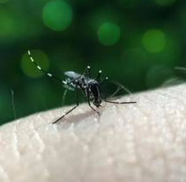 ¡El dengue también se contagia en Navidad! En Armenia se han reportado 208 casos este año