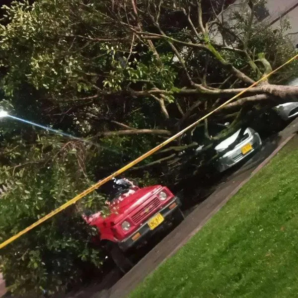 Se cayó un árbol, generando daños en tres vehículos en el parque de Santiago de Pasto.