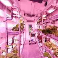 Así se ven los tomates de la NASA que duraron ocho meses perdidos en el espacio