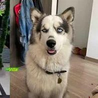 El perro maltratado se encuentra bajo cuidado veterinario en una clínica de Bogotá, donde su pronóstico es reservado.