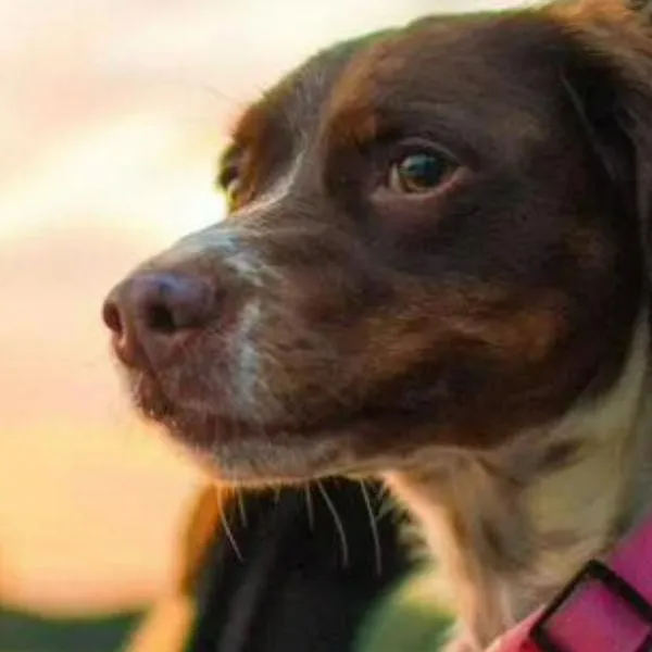 Viajar con la mascota: consejos para hacer paseo por carretera seguro 