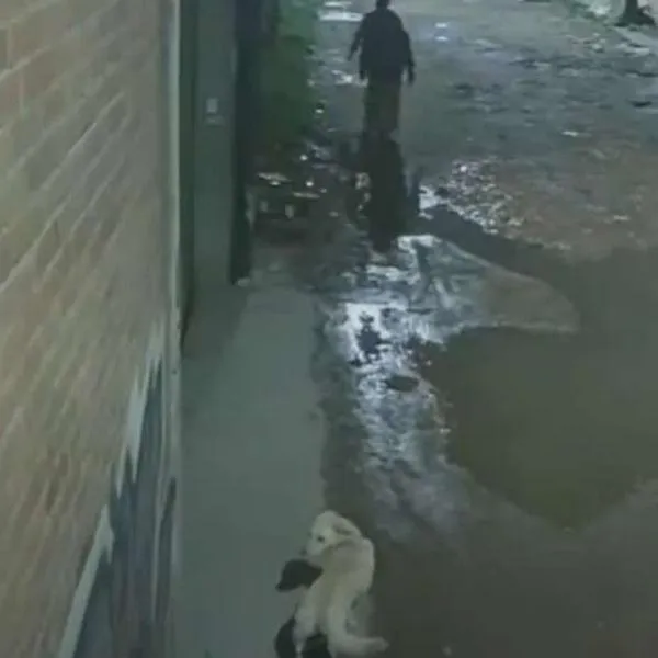 Foto de abandono a animal, en nota de que en Bogotá, pareja abandonó a mascota en Engativá al amarrarla a poste en pleno aguacero (video)
