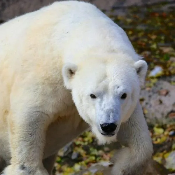 Video | Camarógrafo captó momento en que un oso polar juega en el mar y se hace viral.