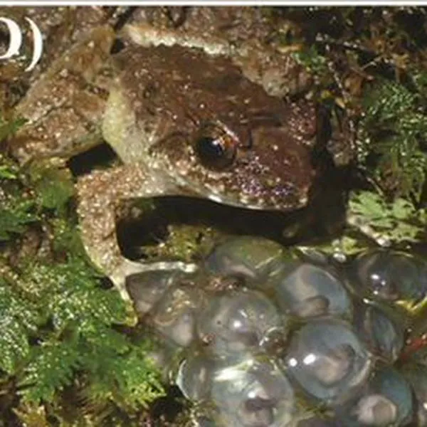 Encuentran nueva especie de rana con colmillos y sería la más pequeña del mundo
