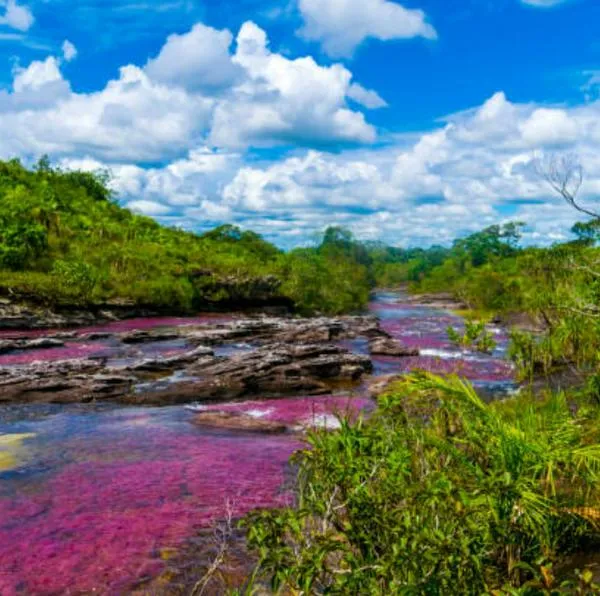 Caño Cristales cerrará desde hoy por temporada seca que amenaza caudal del río, aseguró Cormacarena. Muchos turistas no podrán ir al lugar en vacaciones.