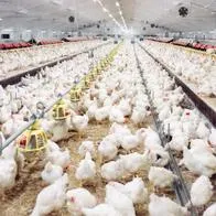 Negocio de venta de pollo y pavo en Colombia se disparó en temporada navideña: revelaron cifras de consumo y ganancias.