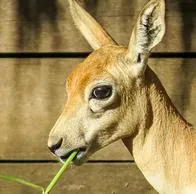 Navidad llegó a los animales del zoológico de Cali con banquete