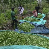 Mercado de cocaína cambia y narcos de Colombia pierden protagonismo