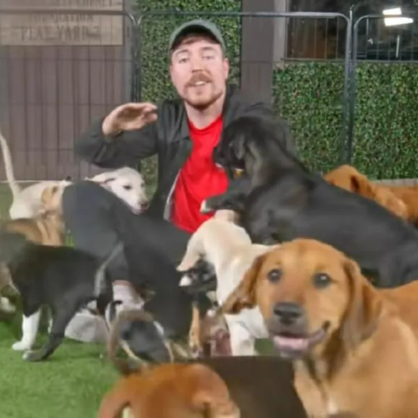 Mr. Beast ayudó a más de 100 perritos callejeros para que fueran adoptados