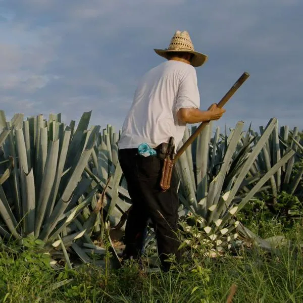 Campesinos en el Tolima detuvieron a cuatro ladrones que los tenían azotados y les quitaron los fusiles.