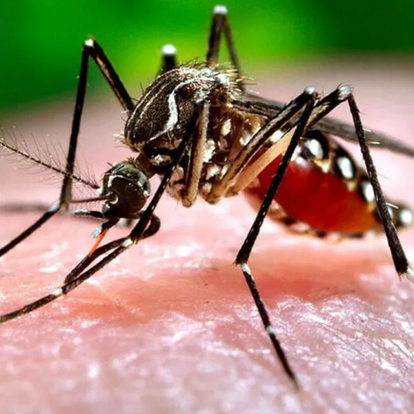 Revelaron cuáles son los municipios de Colombia con mayores casos de dengue para las vacaciones de Año Nuevo. Lanzan advertencia.