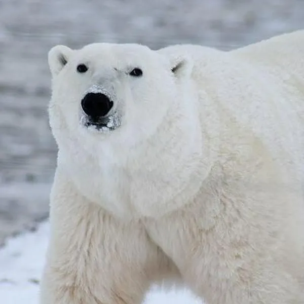 Científicos chinos crean un suéter sintético inspirado en la piel del oso polar