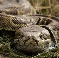 Hombre escapó del ataque de una serpiente pitón mordiéndola; quedó herido 