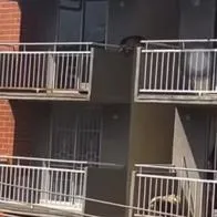 En Valledupar se registró un lamentable hecho en el que un perro cayó de un quinto piso de un edificio; dicen que no tenía agua y estaba expuesto al Sol.