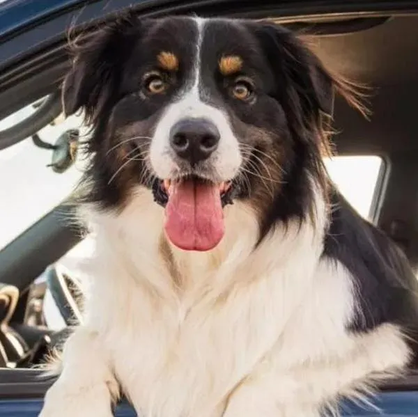 Cómo viajar por carretera con la mascota sin estresarse; preparación y cuidados