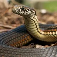 Serpiente interrumpió en torneo de tenis ATP de Brisbane en Australia