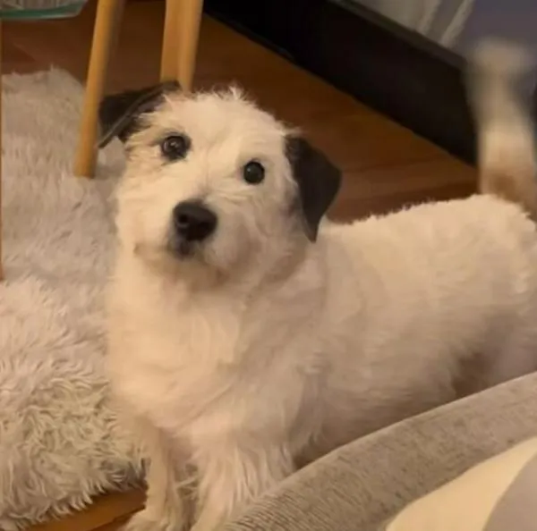 Video | Ramoncito, el perrito que cautiva las redes con su curiosa reacción