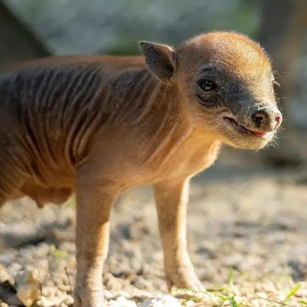 ¡Histórico! El Zoológico de Miami celebra el nacimiento de una babirusa