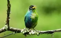 Descubren en Colombia un raro ejemplar de mielero verde con plumaje mitad macho y mitad hembra