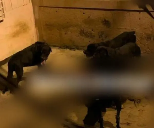 Sus perros no lo reconocieron cuando saltó el muro de la casa de madrugada, no sobrevivió