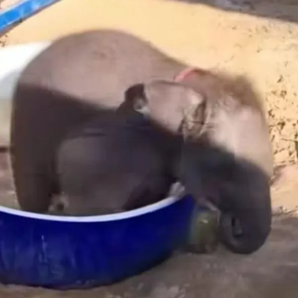 Elefante bebé se hace viral, luego de bañarse en una pileta