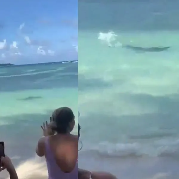 Turistas de San Andrés grabando a tiburón cerca de la playa