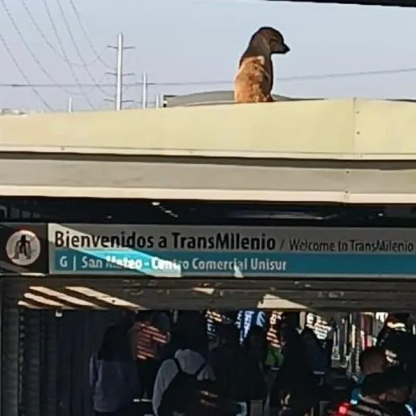 Perrito fue rescatado del techo de la estación San Mateo de TransMilenio