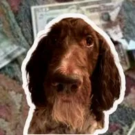Perro se comió 4.000 dólares y dejó impactado a su dueño, en Pensilvania EEUU
