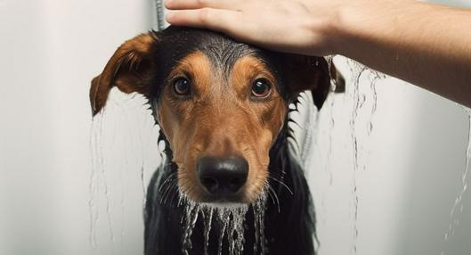 Consejos para bañar a su perro si no le gusta el agua