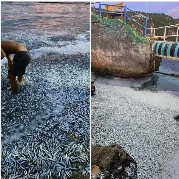 Millones de peces en Filipinas tuvieron un extraño comportamiento antes de que fuerte terremoto azotara esa región: salieron del mar.