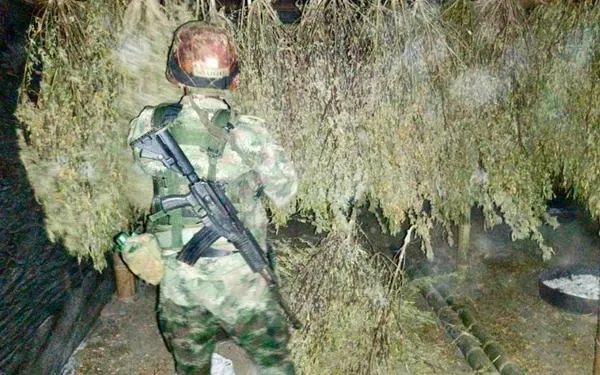Incautación récord de marihuana en Cauca: seis toneladas aseguradas en dos semanas