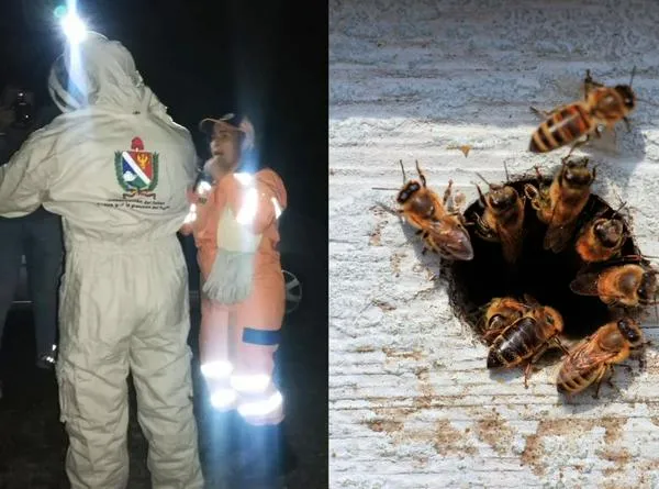 Ataques de abejas en el Tolima dejaron 10 personas lesionadas y seis animales muertos