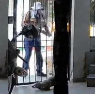 Trabajador de reconocida empresa maltrató a un perro en Ciudad del Campo, Palmira