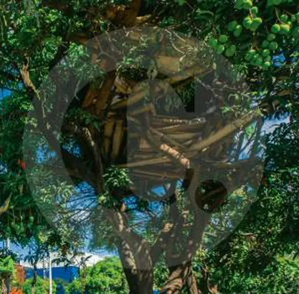 ‘Vinacho’: el hombre que lleva 10 años viviendo encima de un árbol
