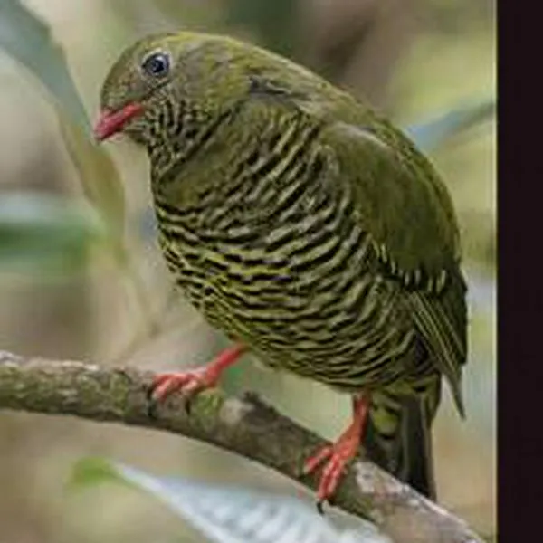 La realidad detrás de la polémica: ¿quién tiene más especies de aves, Colombia o Perú?