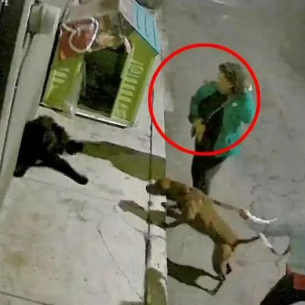 En México, mujer agrede a perros de la calle para que peleen contra su pitbull.
