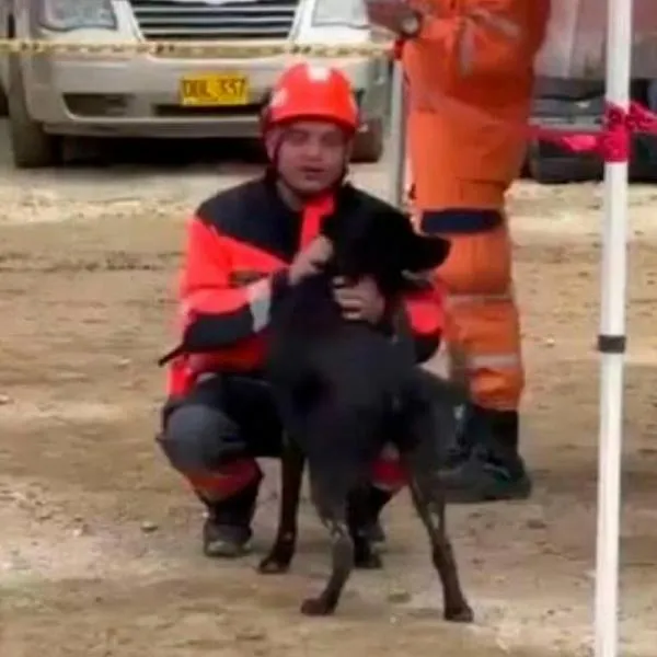 La historia de Teo, el perro que sobrevivió a la tragedia en Chochó, en la vía Quibdó-Medellín: el canino perdió a su familia en el accidente.