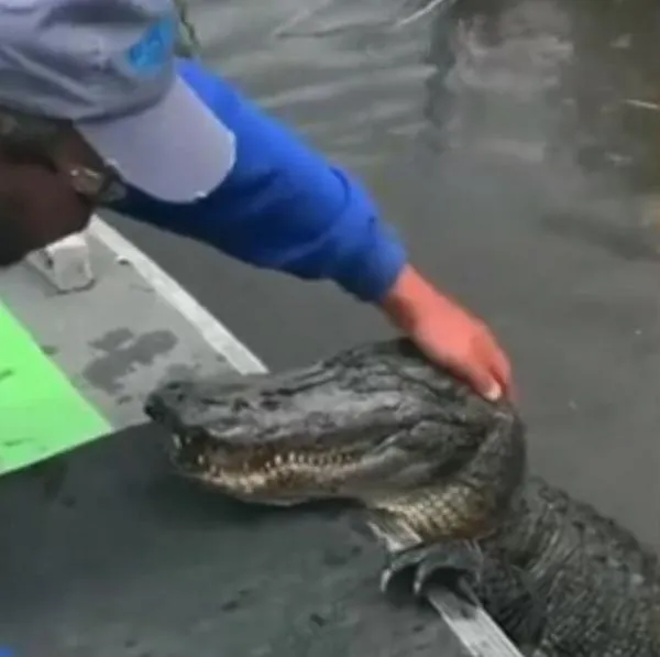 Video | Hombre alimentó y acarició a cocodrilo ante la mirada atónita de quienes lo vieron