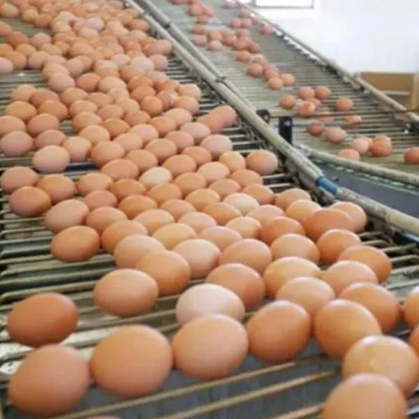 El preci del huevo en Colombia ha bajado de precio. Conozca por qué