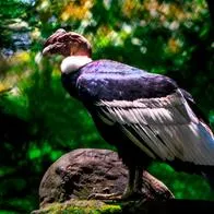 Cóndor de los Andes, que fue declarado en peligro crítico de extinción en Colombia.