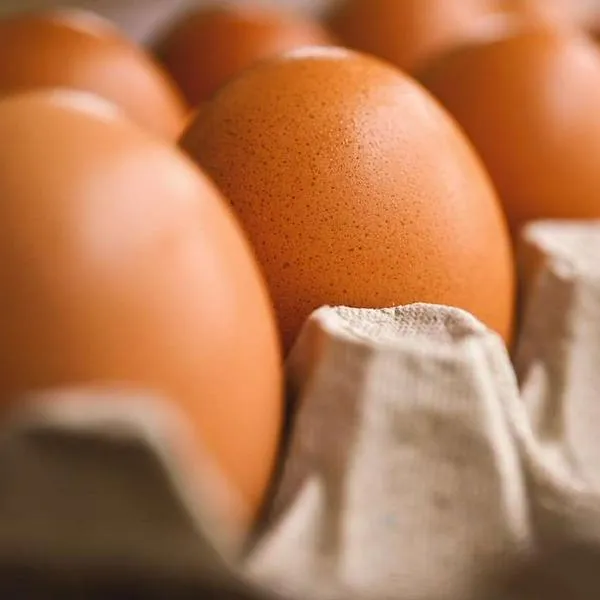 Descenso en el precio del huevo en Colombia preocupa a productores.