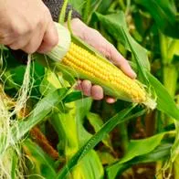 Precios de alimentos hoy: $ 3.600 sube mazorca, yuca, cebolla y más