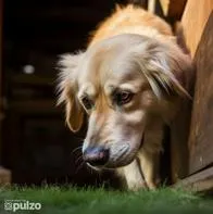 Algunas causas por las que su perro vomita amarillo