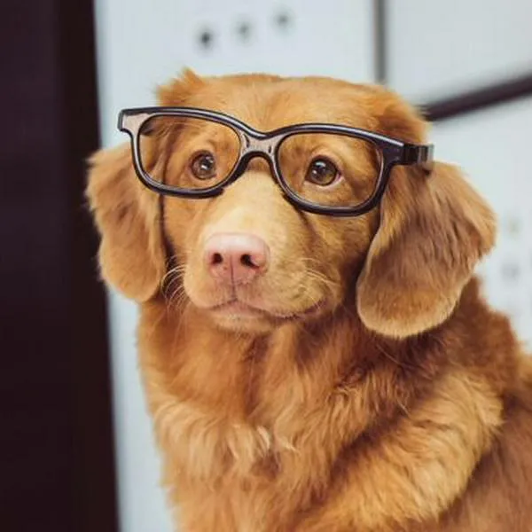 Perros pequeños viven más que los que son más grandes, según estudio en EE. UU.