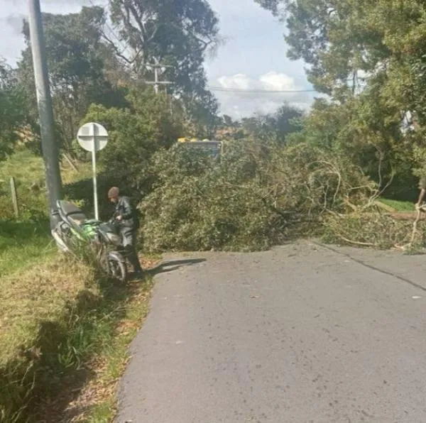 En la tarde de este viernes, la caída de un árbol afectó la movilidad en la localidad de Usme (Bogotá), donde un árbol cayó sobre la vía Pasquilla.