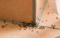 ¿Sabe cómo ahuyentar las hormigas de su casa con remedios caseros? Tome nota