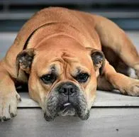 ¿Qué programas prefieren ver los perros en televisión?