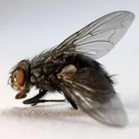 Foto de insecto, en nota de por qué hay moscas en casa: qué significa espiritualmente, higiene y olores que las aleja
