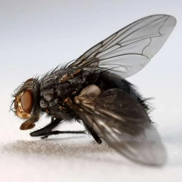 Foto de insecto, en nota de por qué hay moscas en casa: qué significa espiritualmente, higiene y olores que las aleja