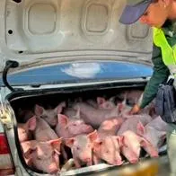 Ladrones robaron 20 cerdos en Antioquia y policía los encontró en baúl de carro